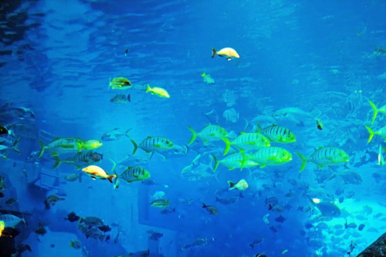 S.E.A Aquarium : An awe-inspiring Marine Life at the World’s Largest Aquarium