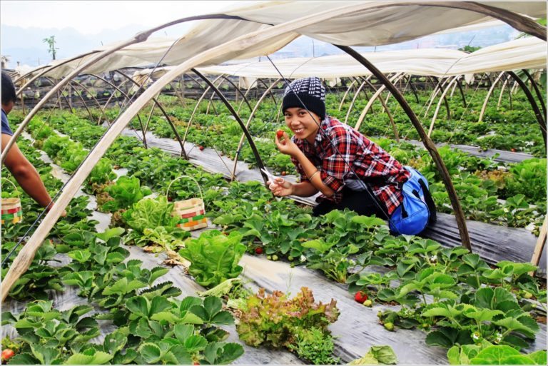 Baguio City’ Strawberry Farm : Where you can pick your own strawberries for fun